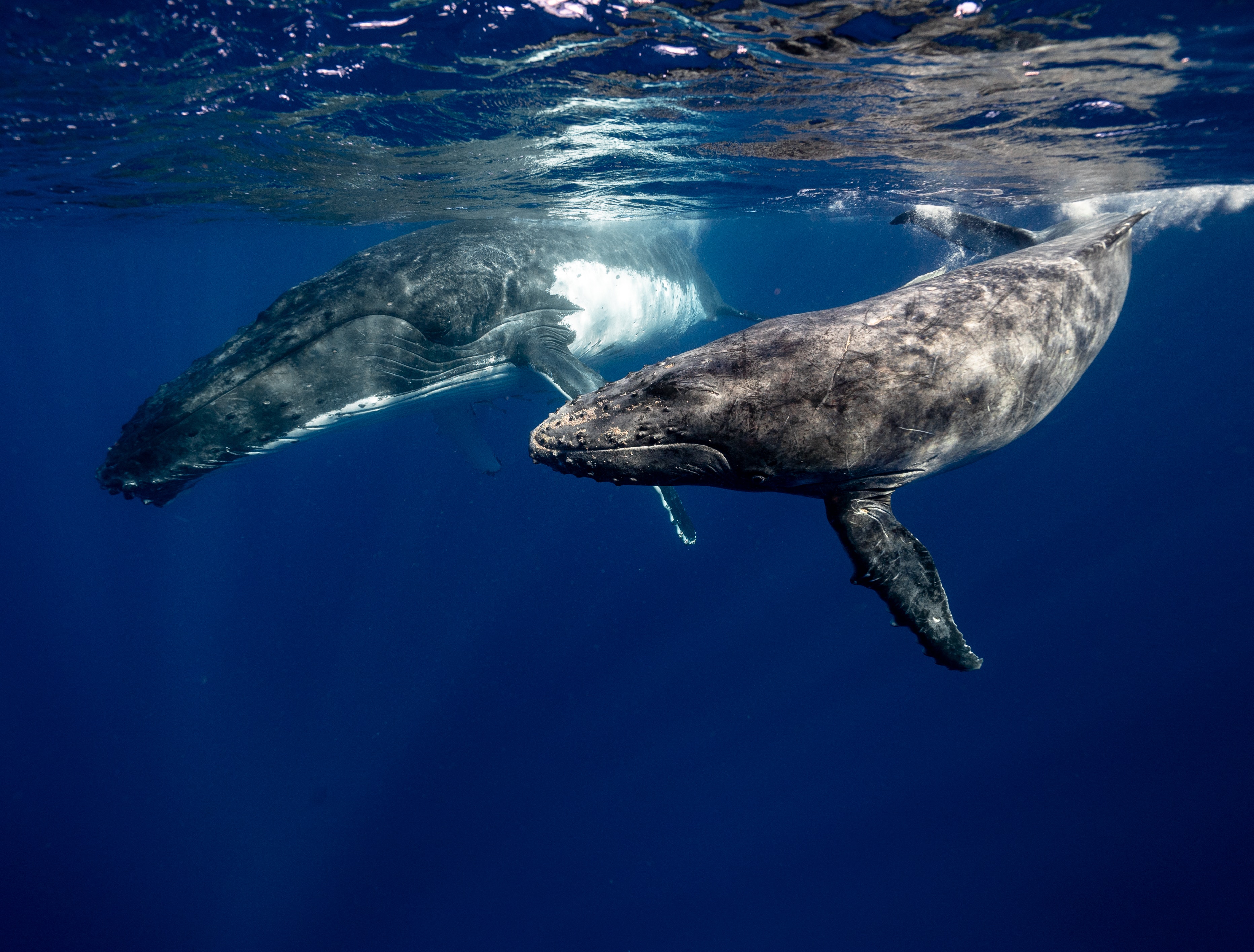 quietsea whales