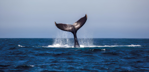 Passive Acoustic Monitoring Marine Mammals 