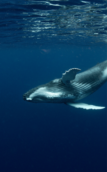 Ocean monitoring