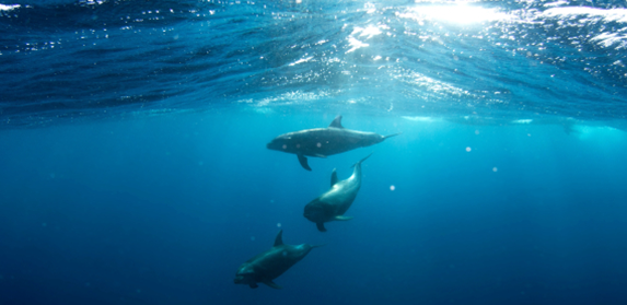 mammals in ocean